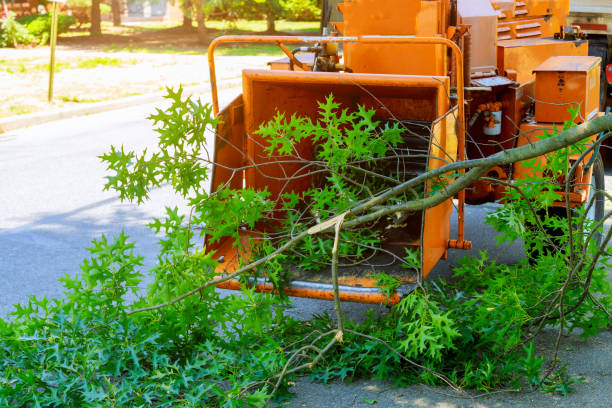 How Our Tree Care Process Works  in  Swartzville, PA